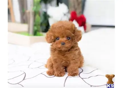 GORGEOUS  RED MALTIPOO PUPPY FEMALE tel. 9495058192 available Maltipoo puppy located in Orange ca